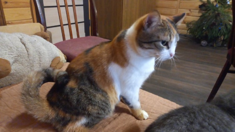 Кольцехвостый енот