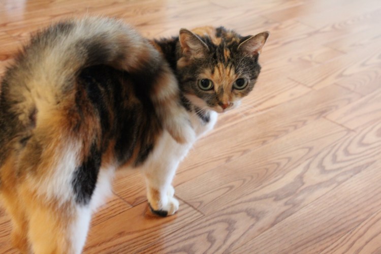 Американский рингтейл порода кошек