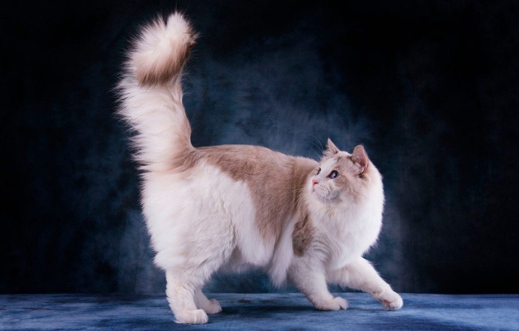 Американский бобтейл короткошёрстный