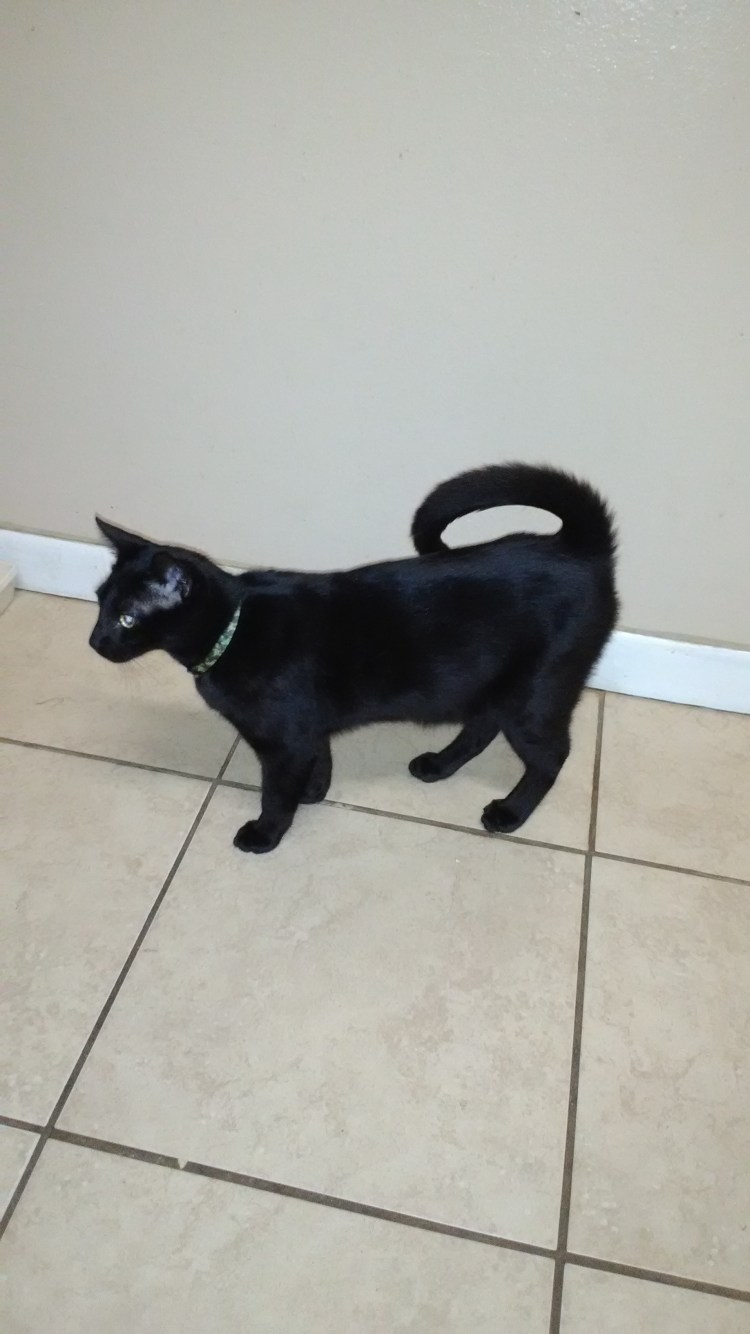 Животные без хвоста