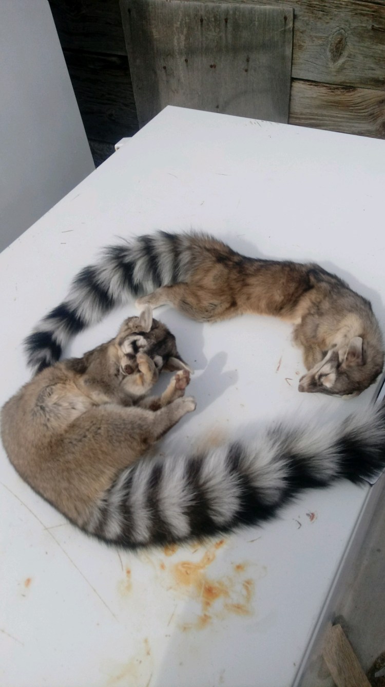 Британский бобтейл