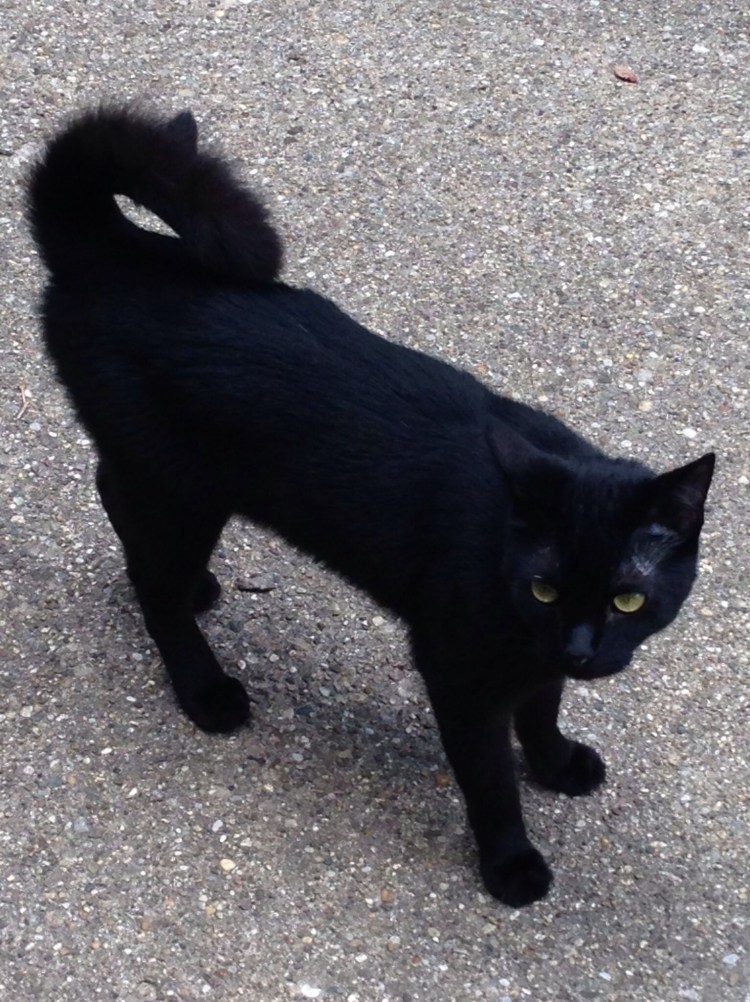 Американский длинношерстный рингтейл