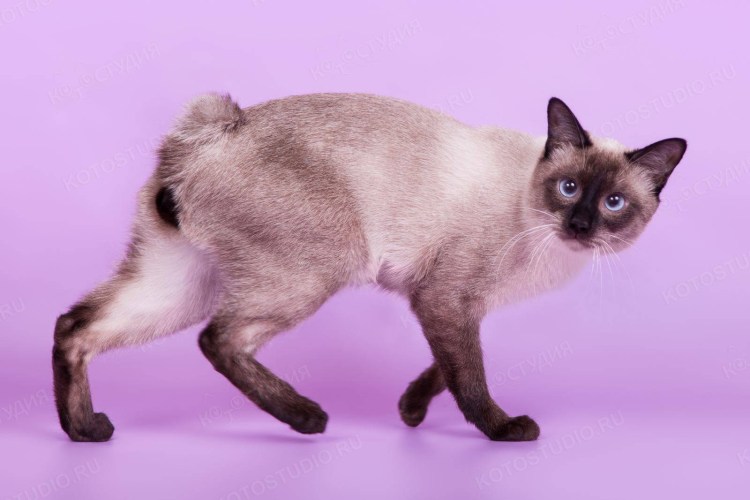 Коты с обрубленными хвостами