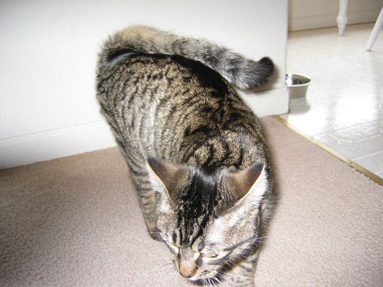 Американский длинношерстный рингтейл