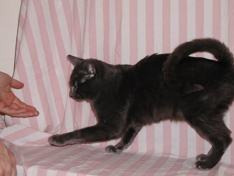 Коты Мэнкс бесхвостые