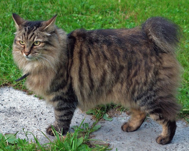 Кошка американский рингтейл
