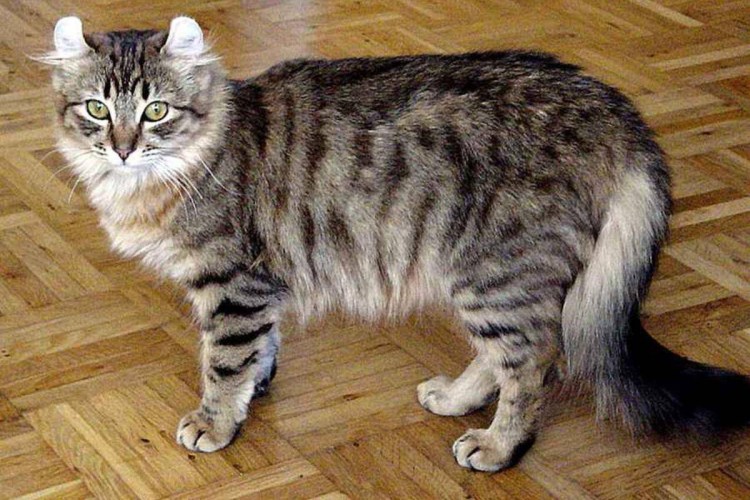 Американский бобтейл короткошёрстный