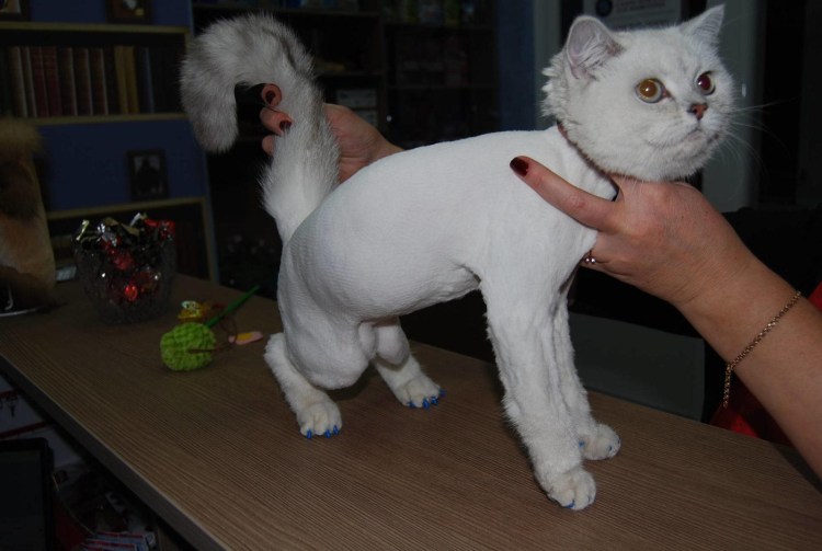 Побритая кошка