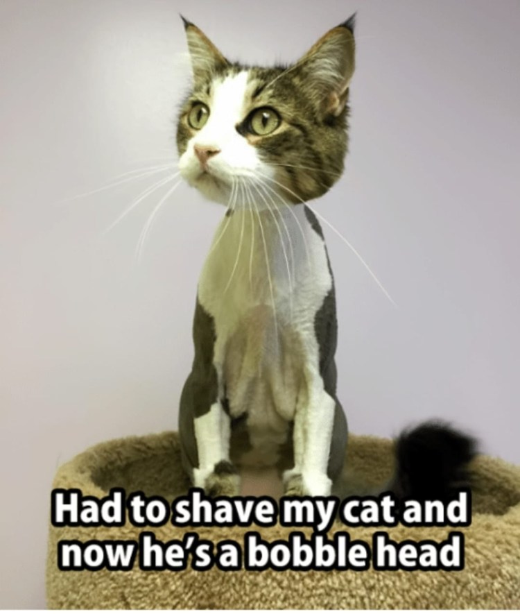 Неудачные стрижки котов