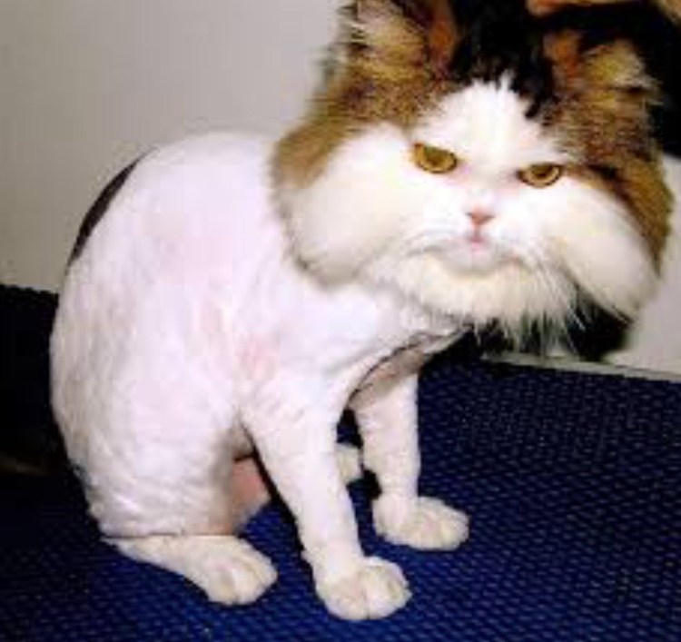 Прикольные стрижки котов