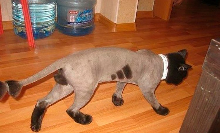 Груминг кошек