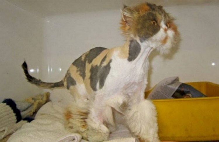 Стрижка сиамских кошек