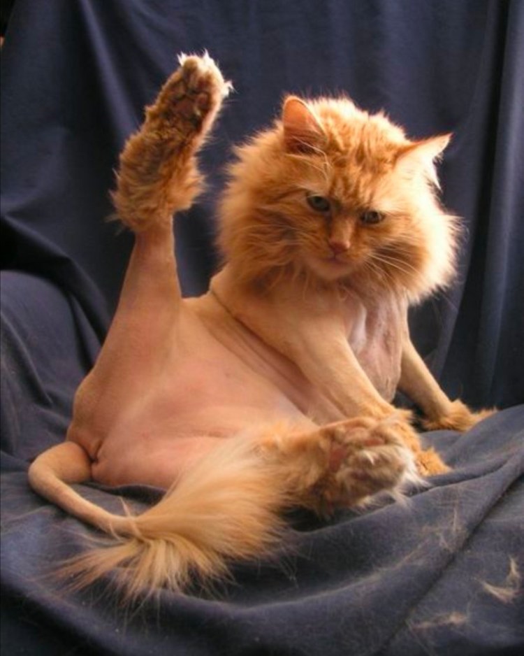 Смешные стрижки персидских кошек