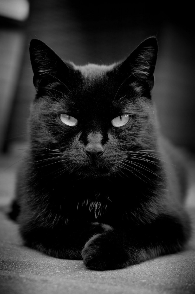 Картинки котиков аниме