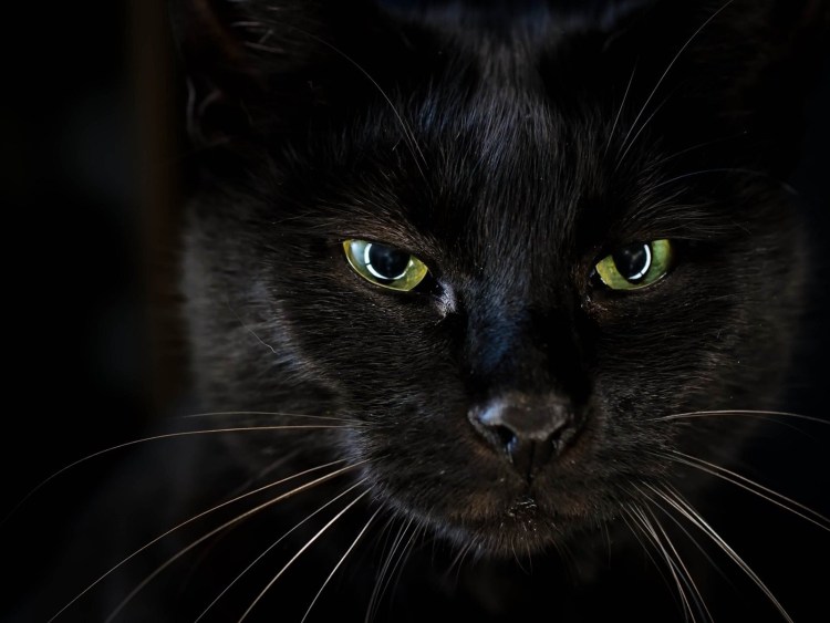 Чёрный кот