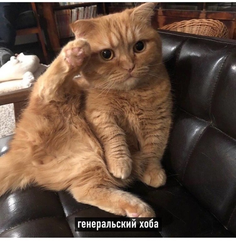 Кот с поднятой задней лапой