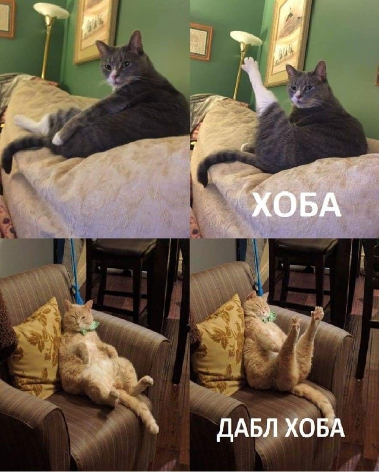 Дабл хоба котик