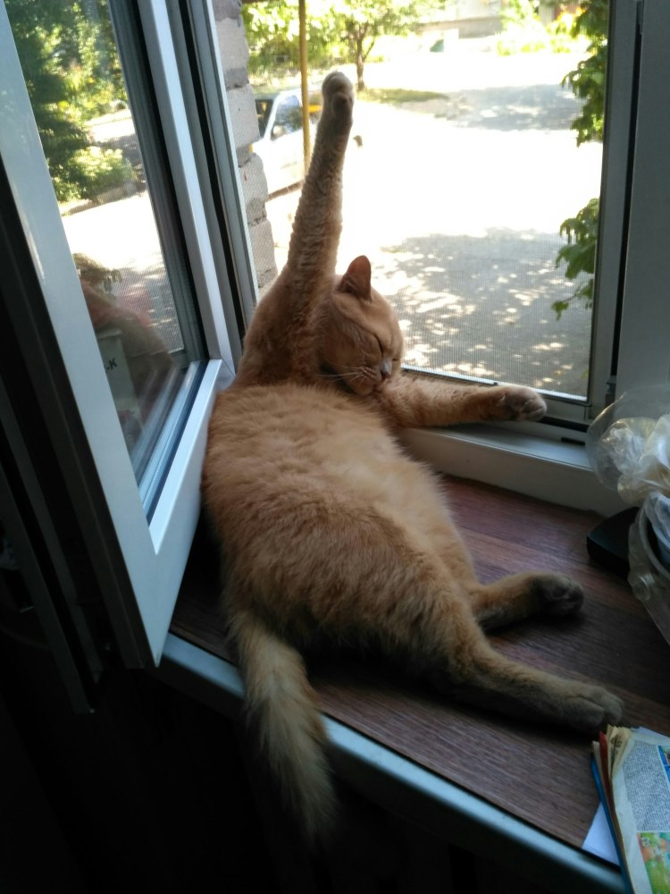 Поза хоба у котов