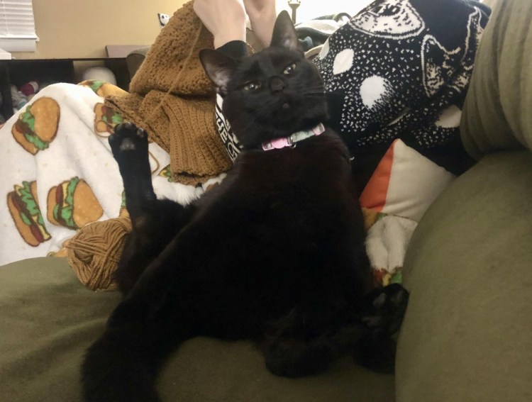 Дабл хоба кот