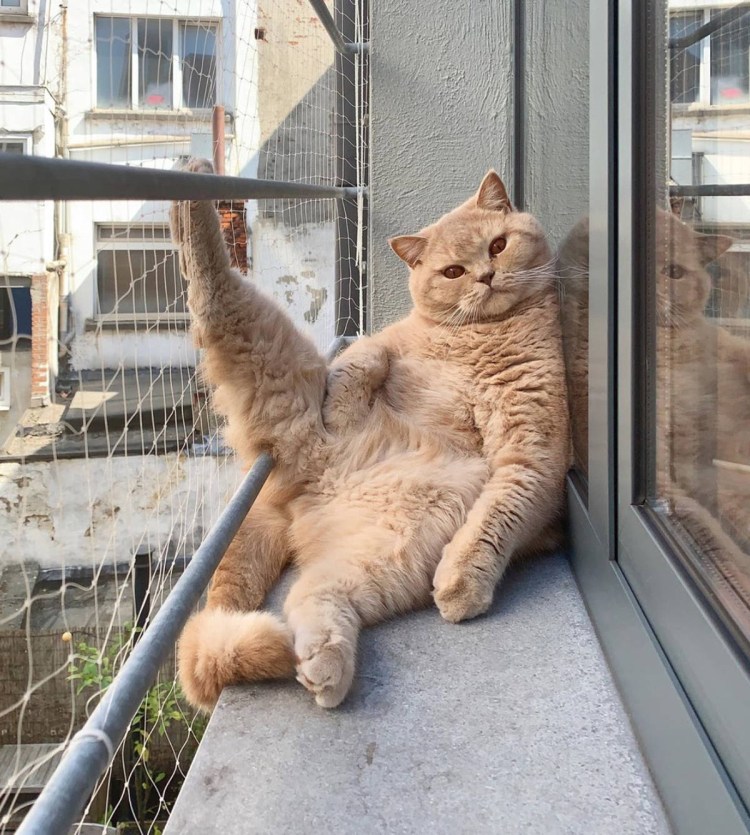 Хоба приколы