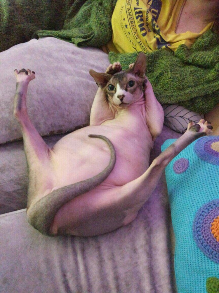 Кисячий хоба