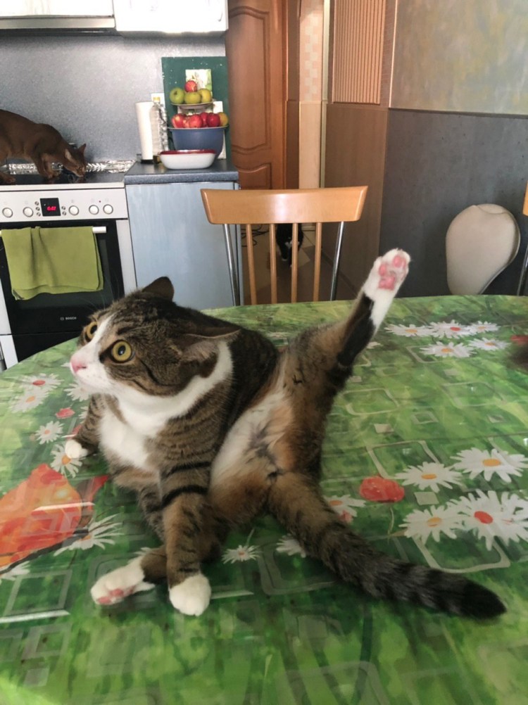 Дабл хоба кот