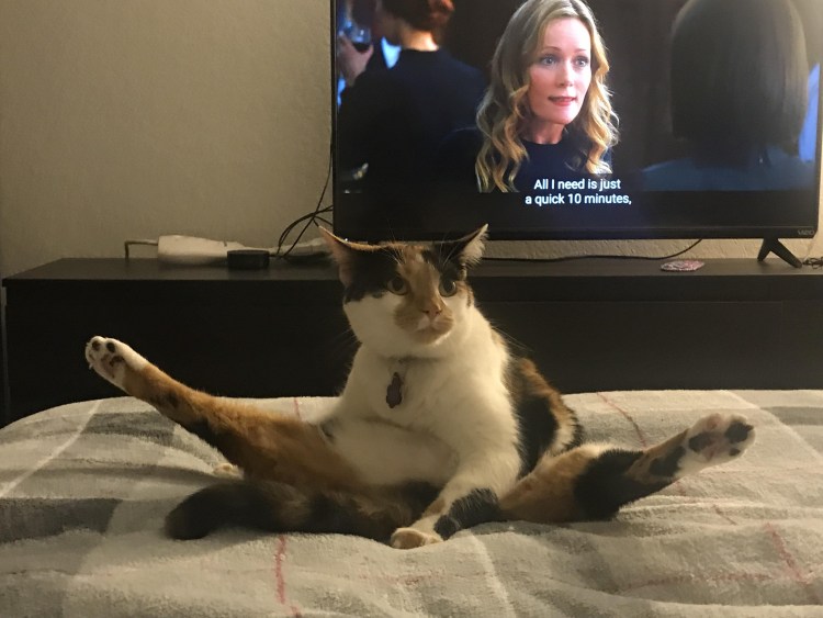 Коты хоба Дабл хоба