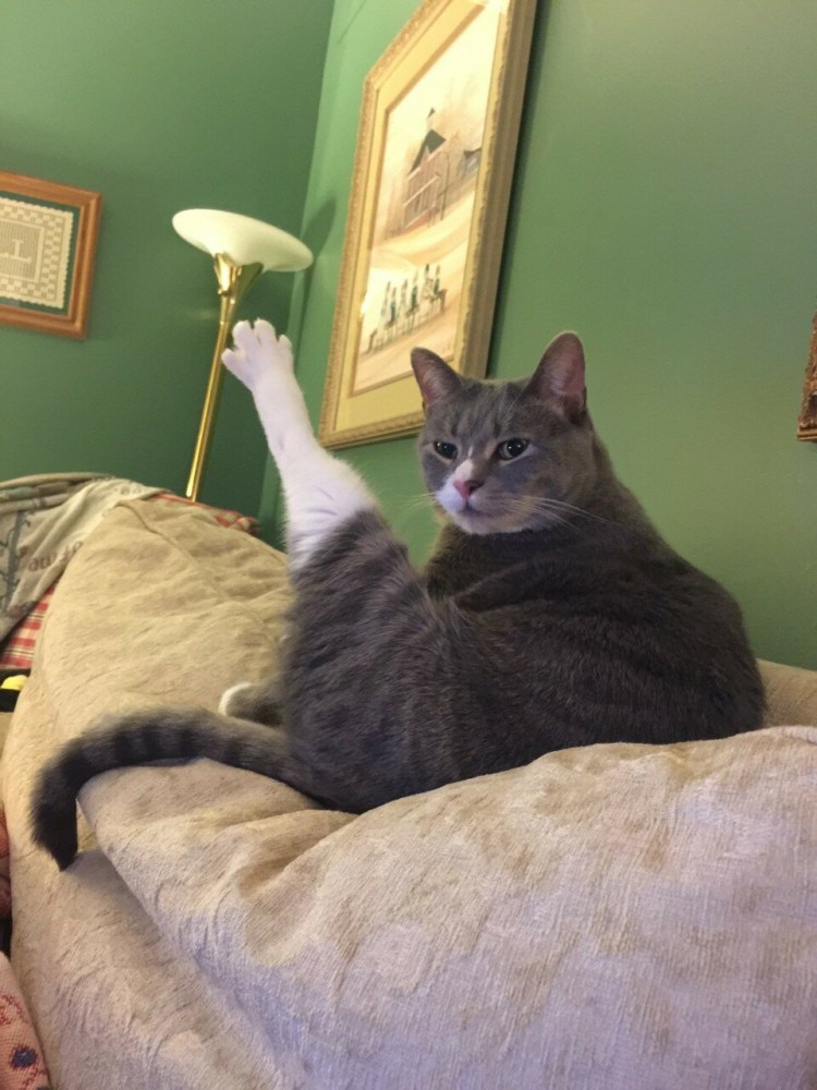 Дабл хоба кот