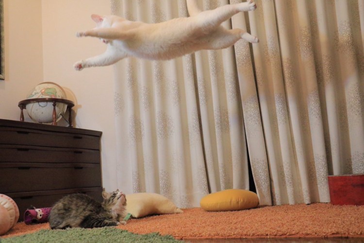 Кот кверху лапами