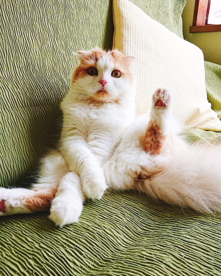 Кот с раздвинутыми лапами