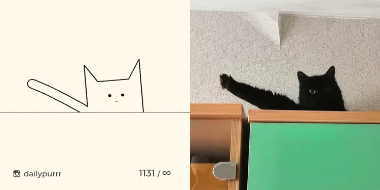 Кот с вытянутыми лапами