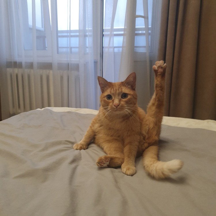 Хоба кот Мем