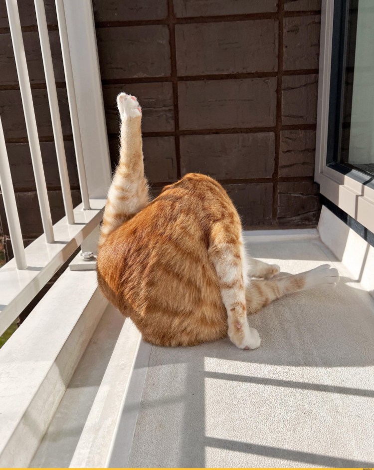 Смешной тигр