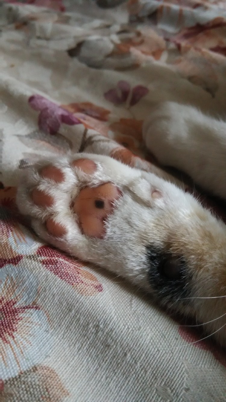 У кота проплешины на шерсти