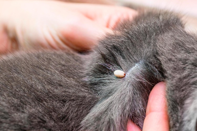 Бугорок у кота на голове