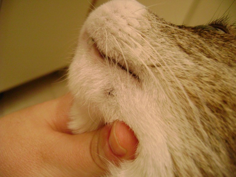 Кольцообразные воспаления на кожеисобаки