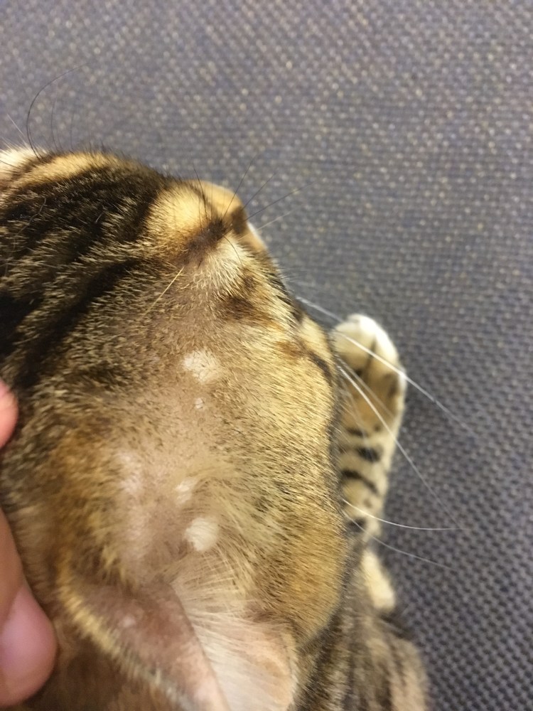 Пятнышки на коже у котов