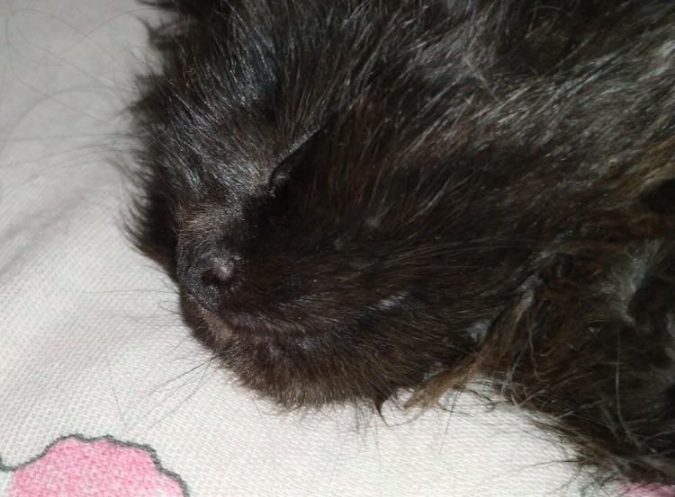 Асимметричность родинки