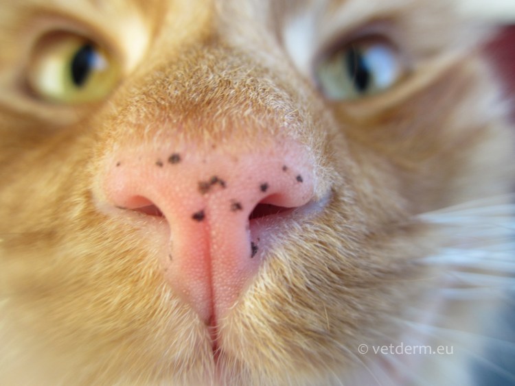 Папилломатозный пигментный невус