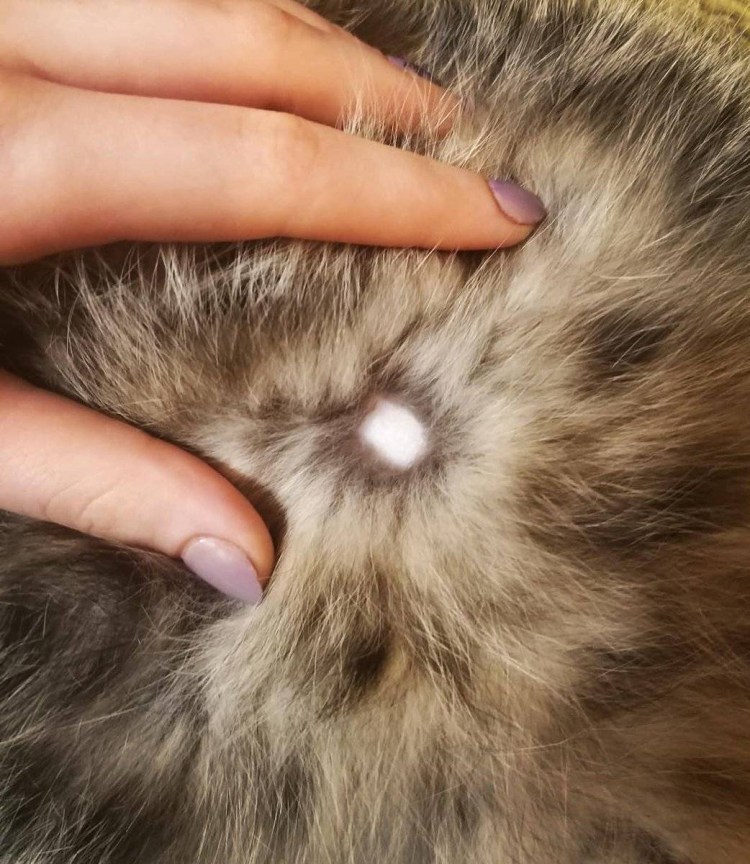 Воспаление третьего века у кошек