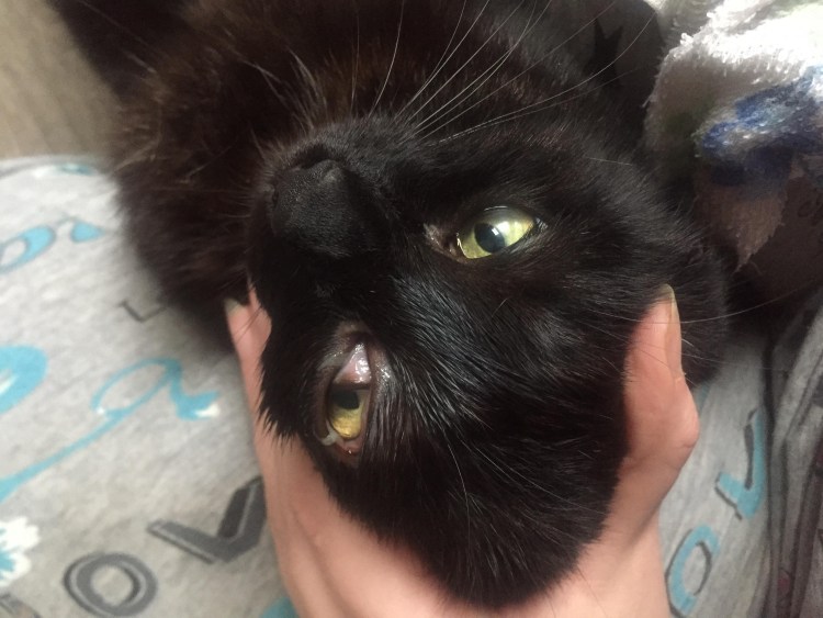 Болячка на носуму кошки