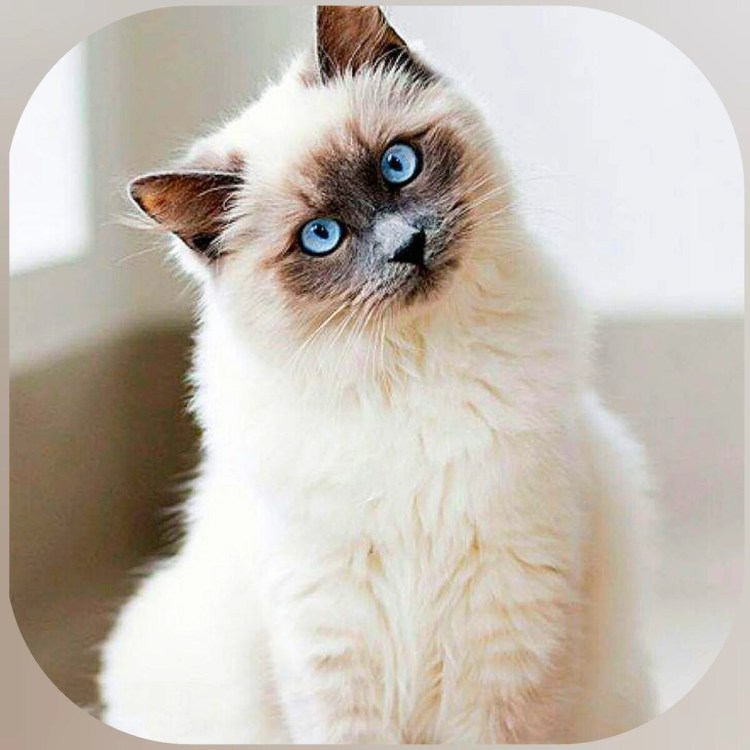 Балинезийская кошка длинношерстная