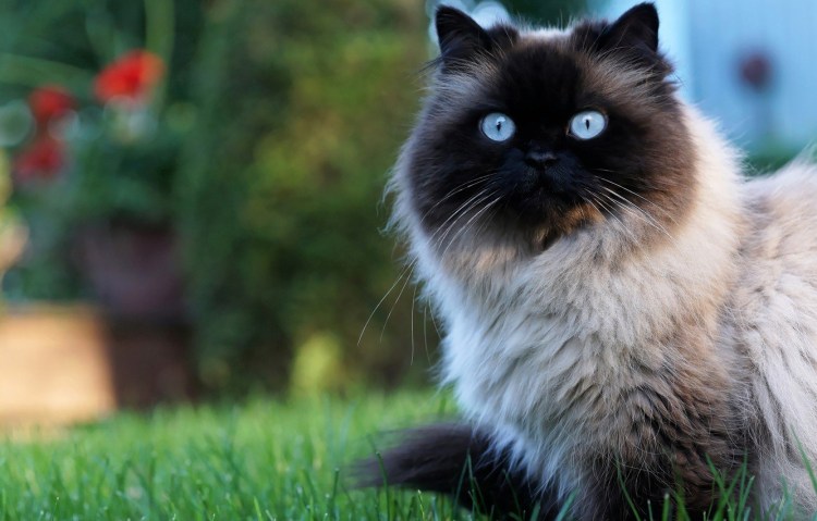 Балинезийская Рэгдолл