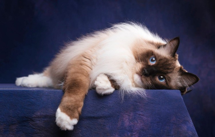 Сиамская Балинезийская кошка