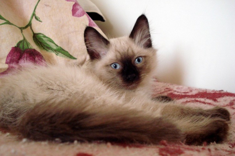 Тайская Балинезийская кошка