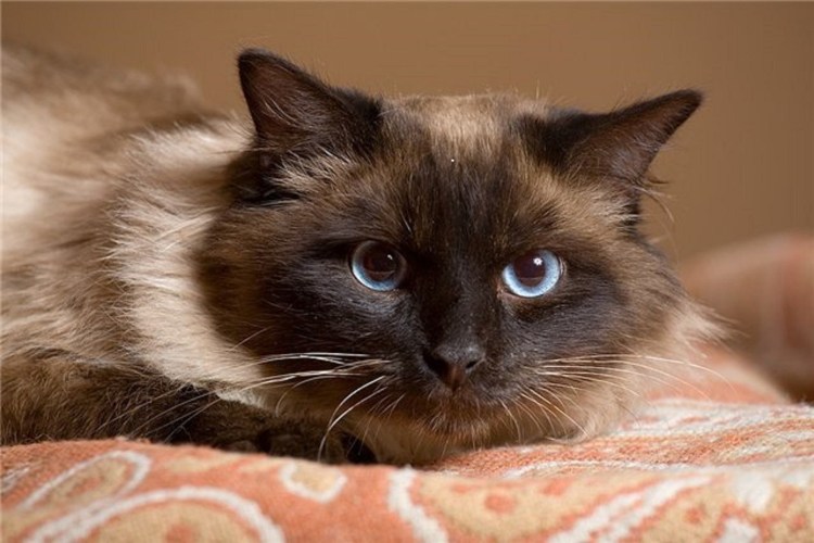 Сиамская длинношерстная кошка