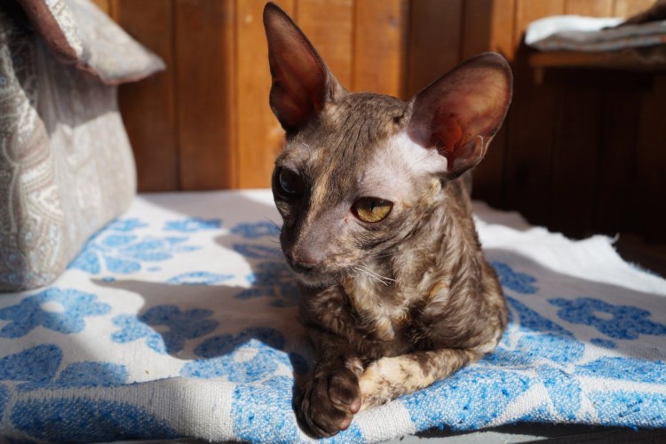 Кошка сфинкс помесь