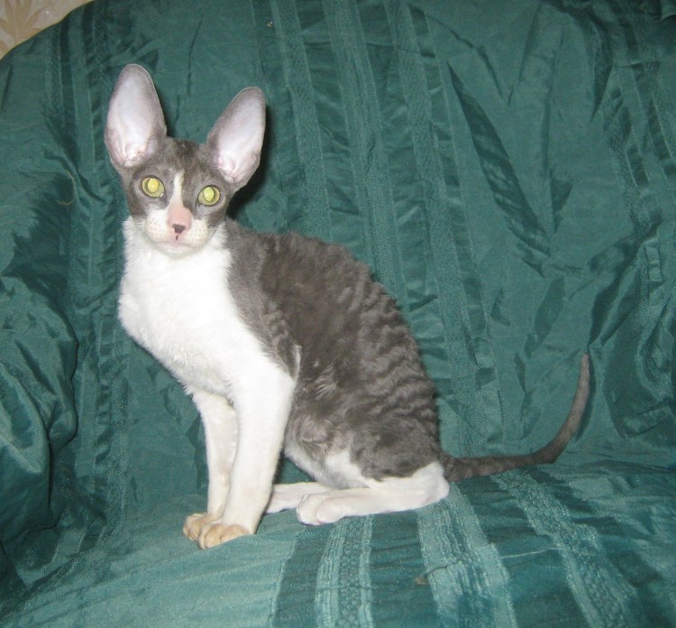 Бенгальский Корниш рекс