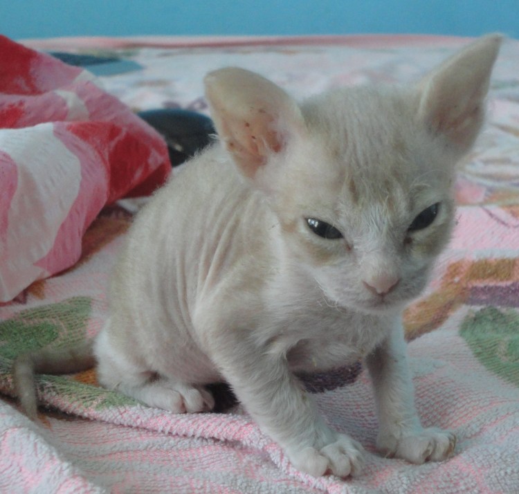 Корниш рекс Cornish Rex черный черепаховый