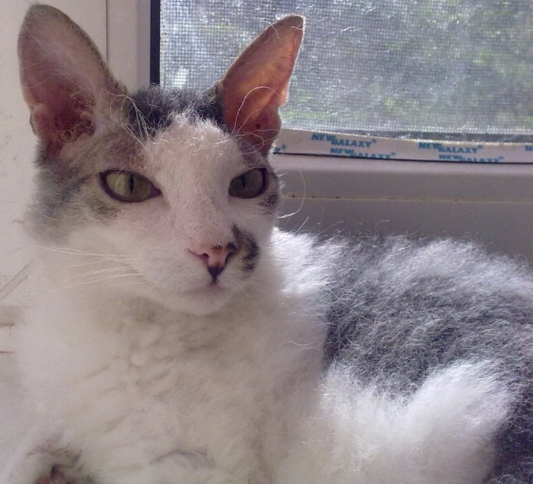 Метис сфинкса и перса